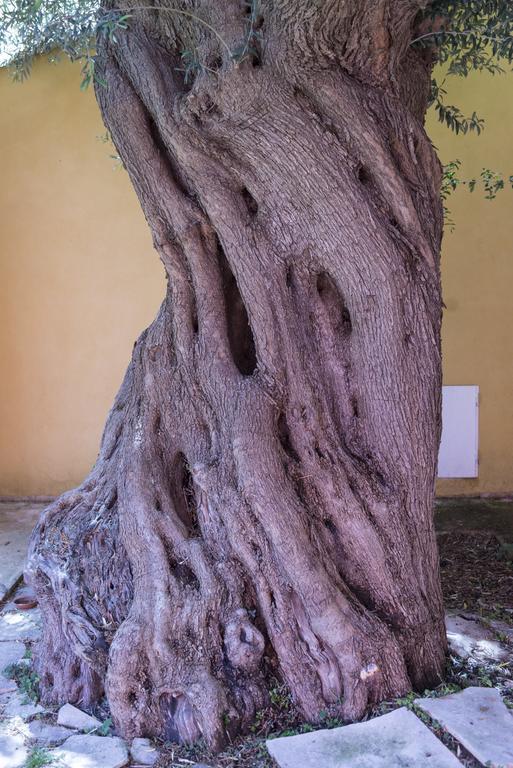 Agriturismo Borgo Degli Ulivi Canicattini Bagni Dış mekan fotoğraf